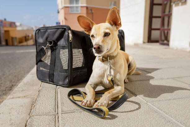 犬の輸送箱や袋旅行の準備