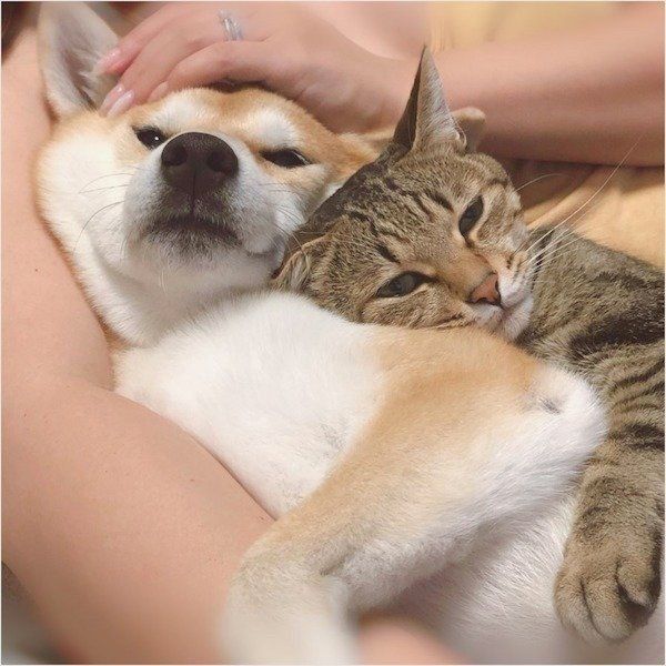 寄り添う柴犬とキジトラ
