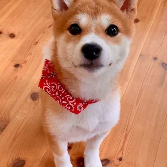 バンダナをつける柴犬
