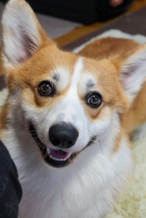 「マズルがぷっくりしていて、口角が上がると本当にかわいい表情を見せてくれます」と飼い主さんが