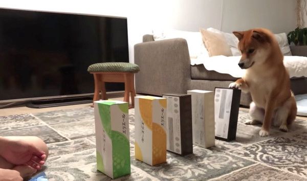芸を習得した柴犬