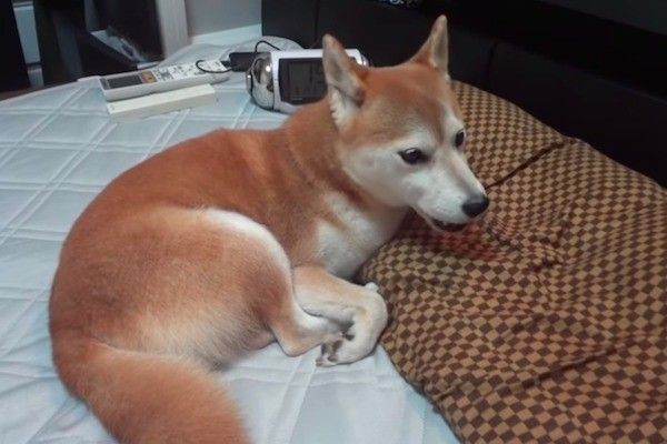 柴