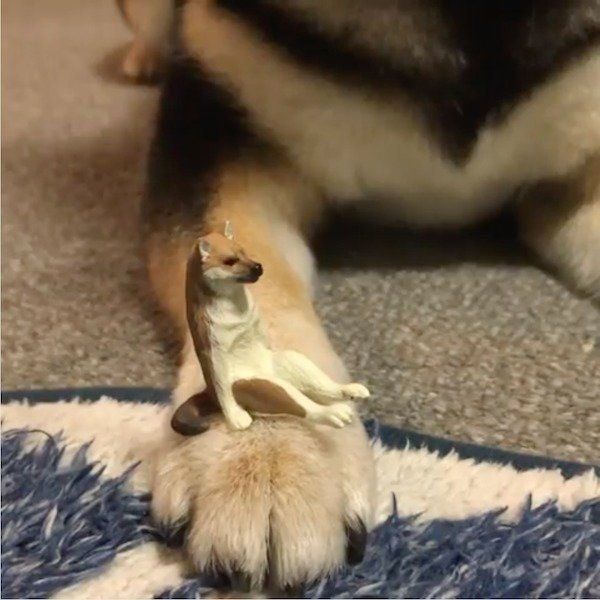 辛抱強い豆柴