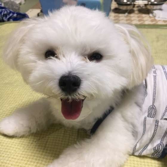 笑うマルチーズ