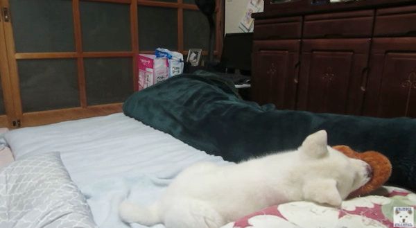 遊ぶ秋田犬
