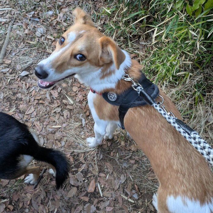 散歩を楽しむ麦太郎くん