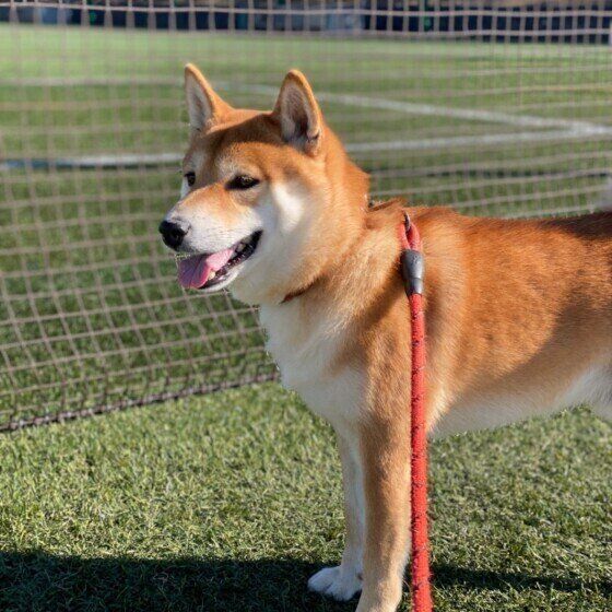 お散歩する犬