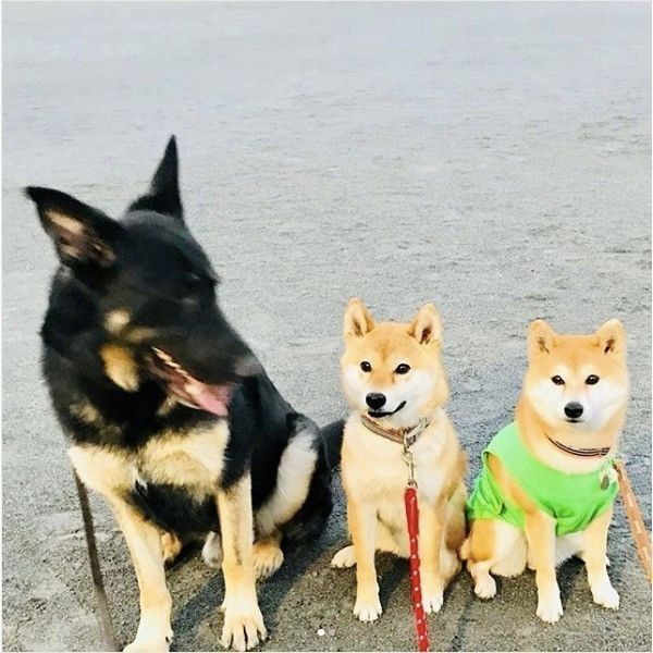 サスケくん