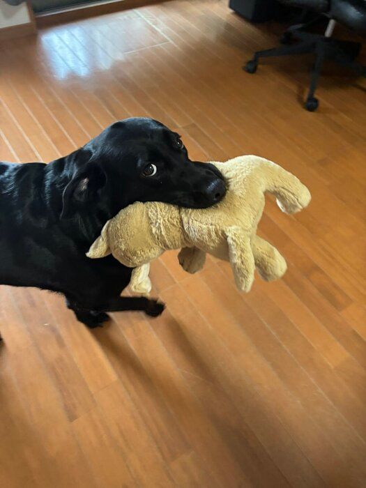 ぬいぐるみをくわえるラブラドールレトリバー