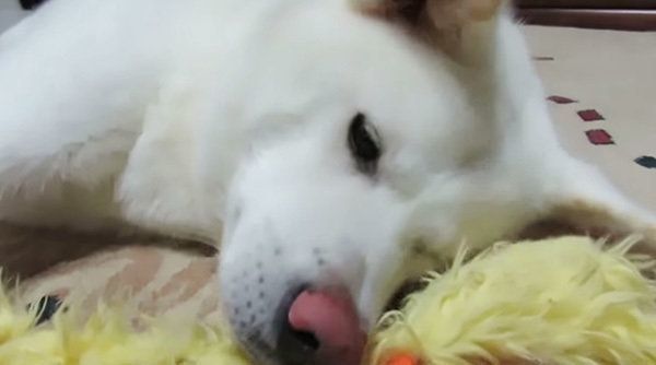 横になる秋田犬