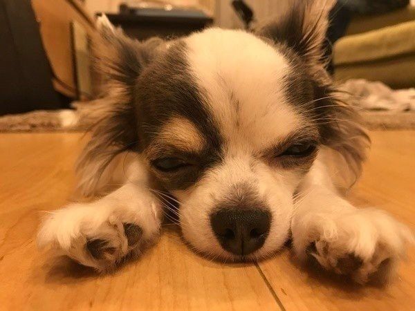 伏せるチワワ