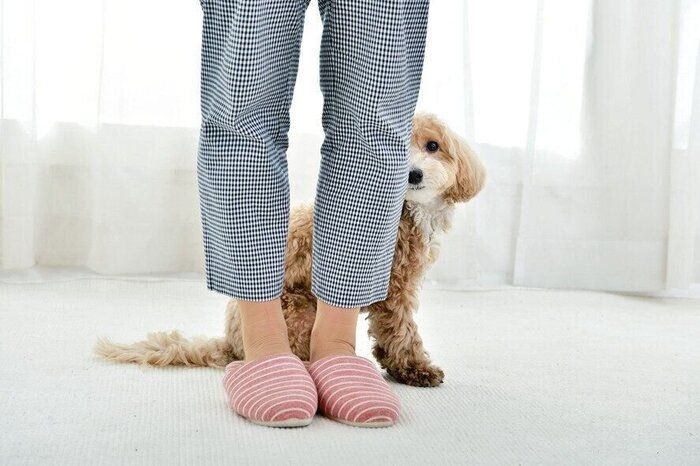 飼い主さんの背後に避難中