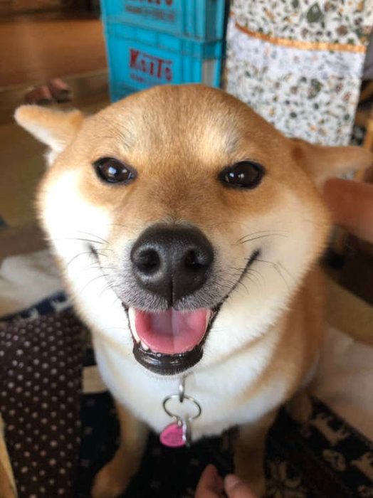 柴
