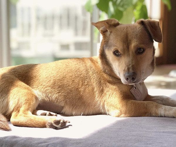 見つめる犬