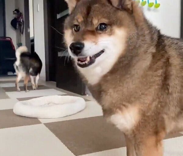 今は違うのかもしれない 友達を遊びに誘うも なんとなく空気を察した柴犬 いぬのきもちweb Magazine