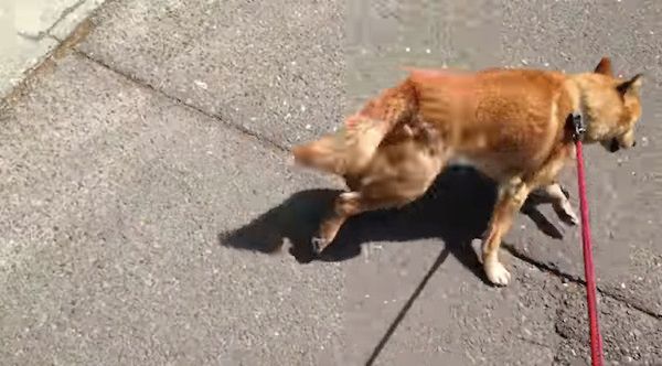 逃げる犬
