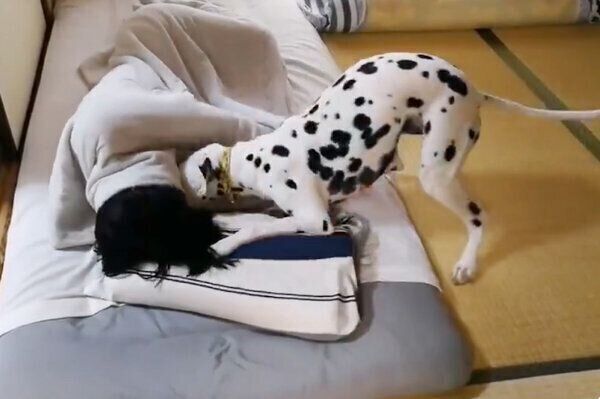 飼い主さんを起こすケイトちゃん