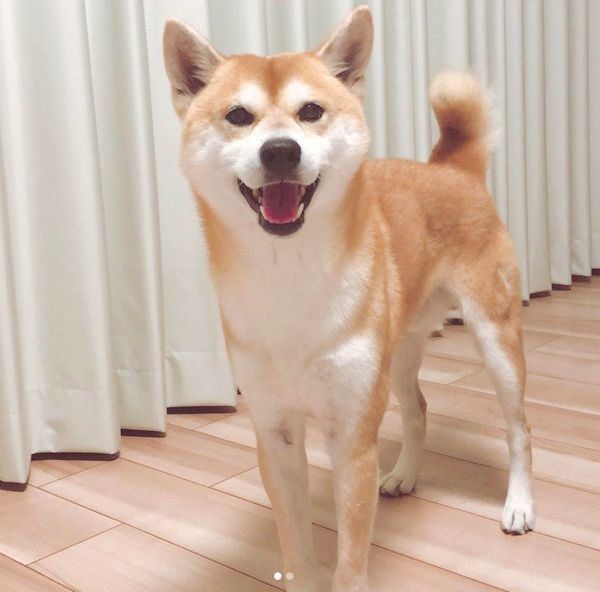 笑顔のHaluくん
