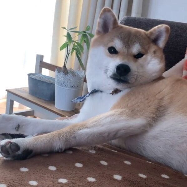 寝起きのラテくん