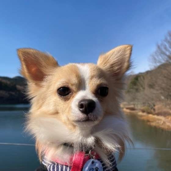 犬の感染症対策、犬が集まるところでちょっと気をつけると安心なこと