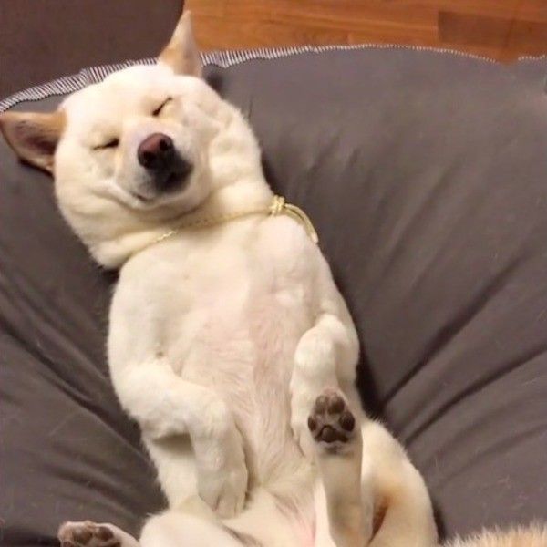 柴犬