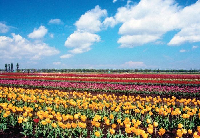 千葉 佐倉市 佐倉ふるさと広場