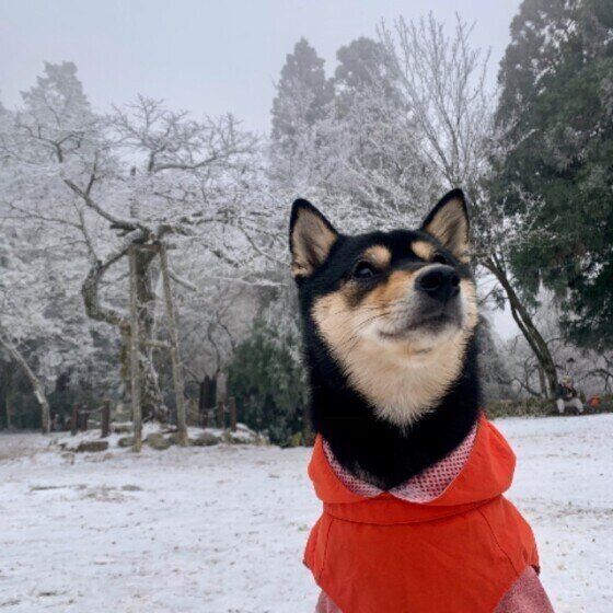柴