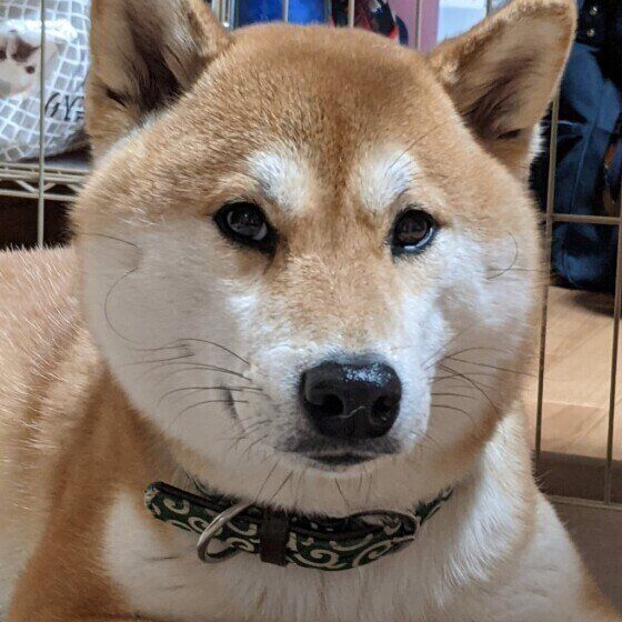 見つめる柴犬