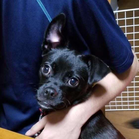 寄り添う犬