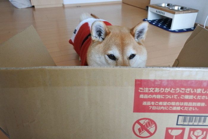 箱の中身はなんだろな?