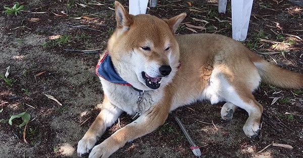 番犬する柴犬