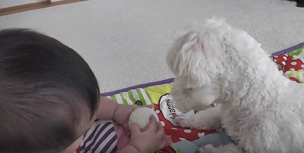 赤ちゃんと犬