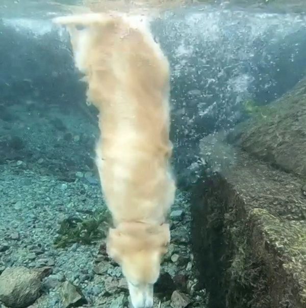 川で潜る犬