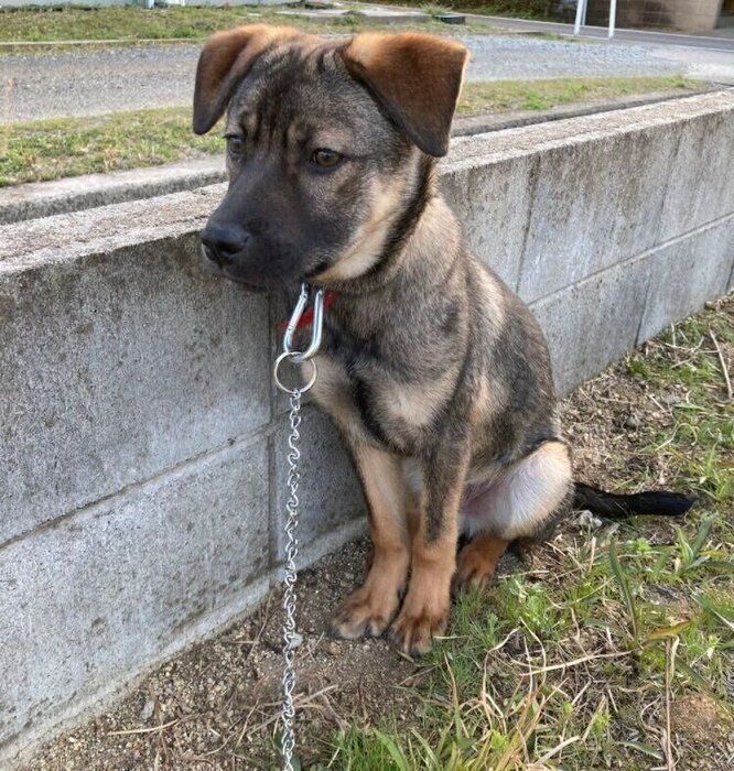 「極端に人を怖がる」元野犬の子犬をお迎えし必死で向き合い続けた日々、少しずつ成長した愛犬の姿にグッとくる