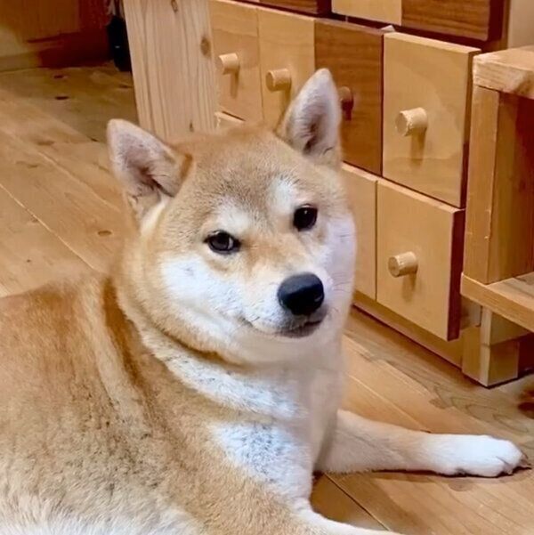 ボールを取りたいユクちゃん