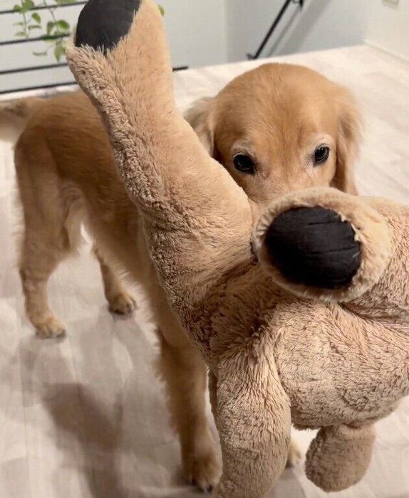 遊んでアピールするゆずちゃん。