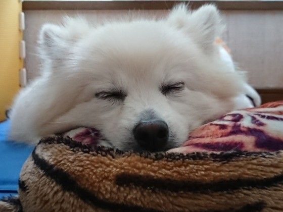 眠るポメラニアン
