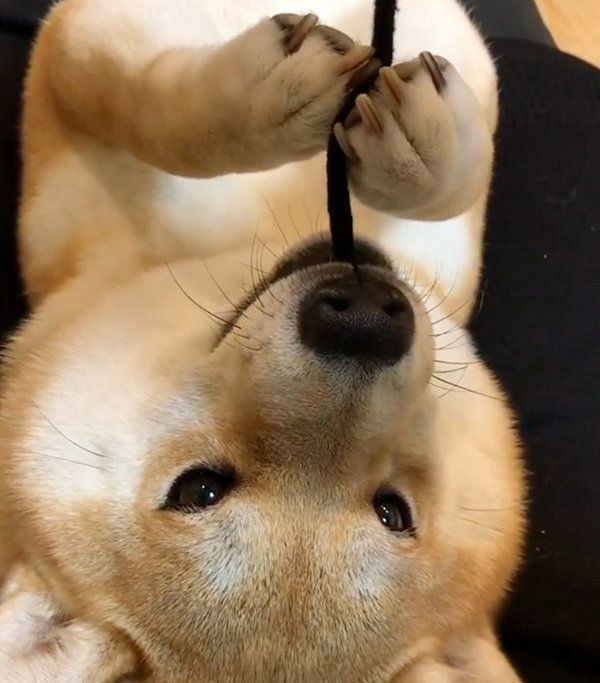 遊ぶ柴犬