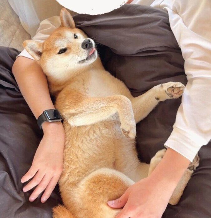 パパさんにくっつくつくねちゃん