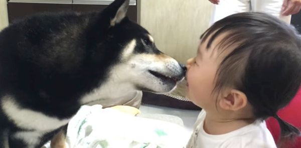 女の子と柴犬