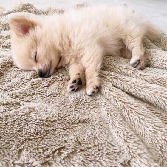 毛布の上で眠るかわいい子犬