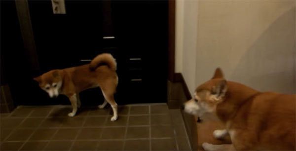 パパさんの帰宅を待つ柴犬