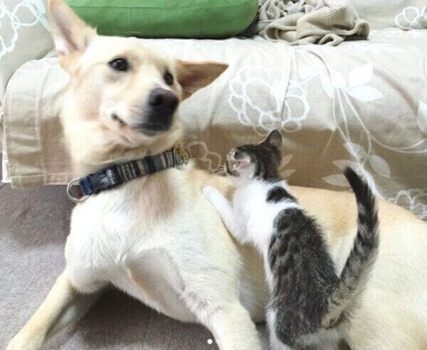 くるりちゃんに乗っかるななちゃん