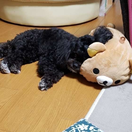 くつろぐ犬