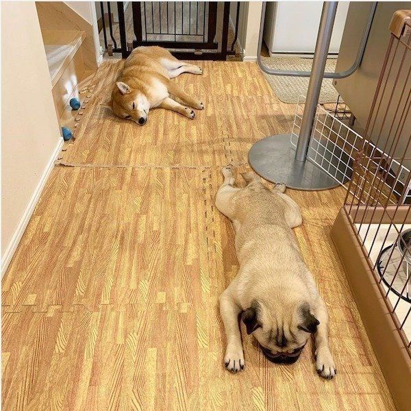 行き倒れる柴犬とパグ