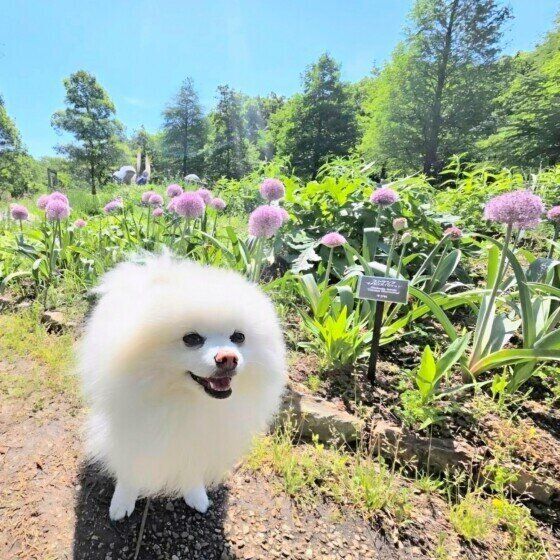 青空とお花とワンちゃん