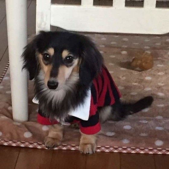 不安げなダックス