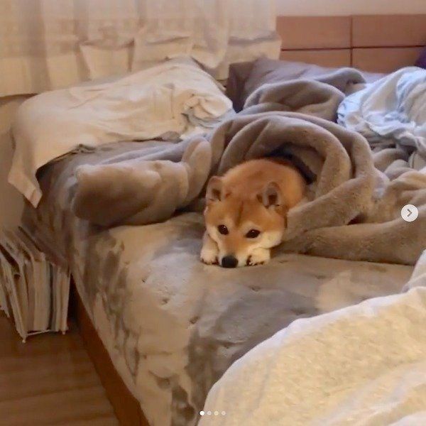 寝坊助な豆柴