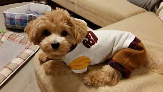 ミックス犬