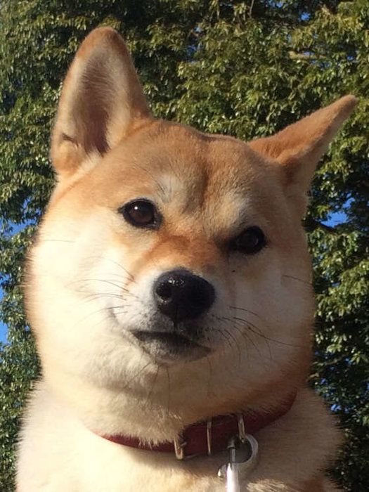 散歩中の柴